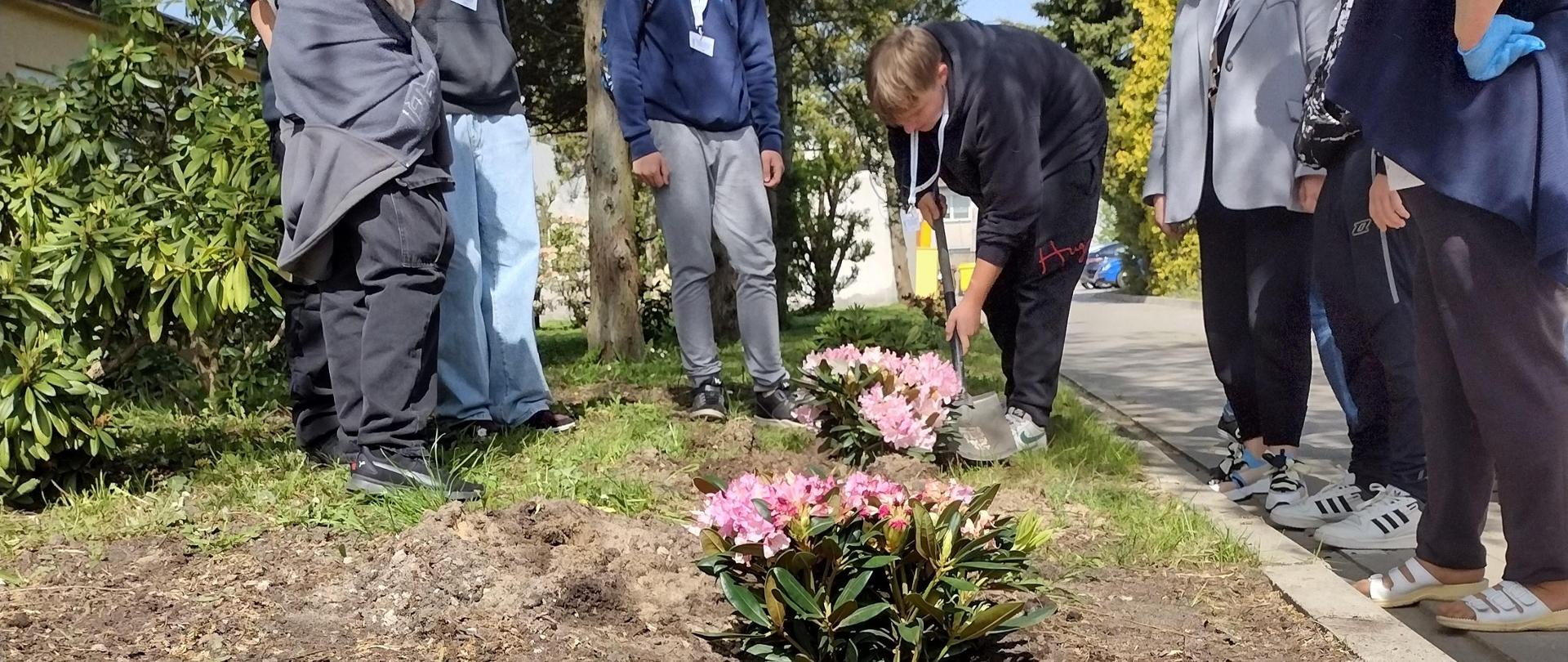 Sadzenie rododendronów