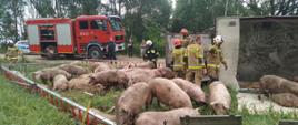 Wypadek samochodu ciężarowego przewożącego świnie- m. Sady
