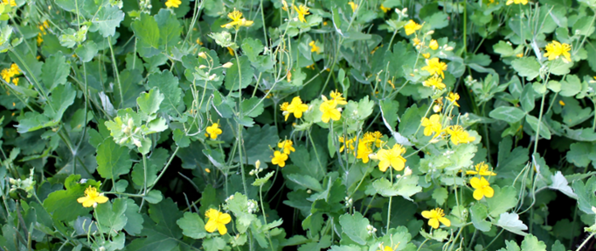 Na zdjęciu ziele glistnika