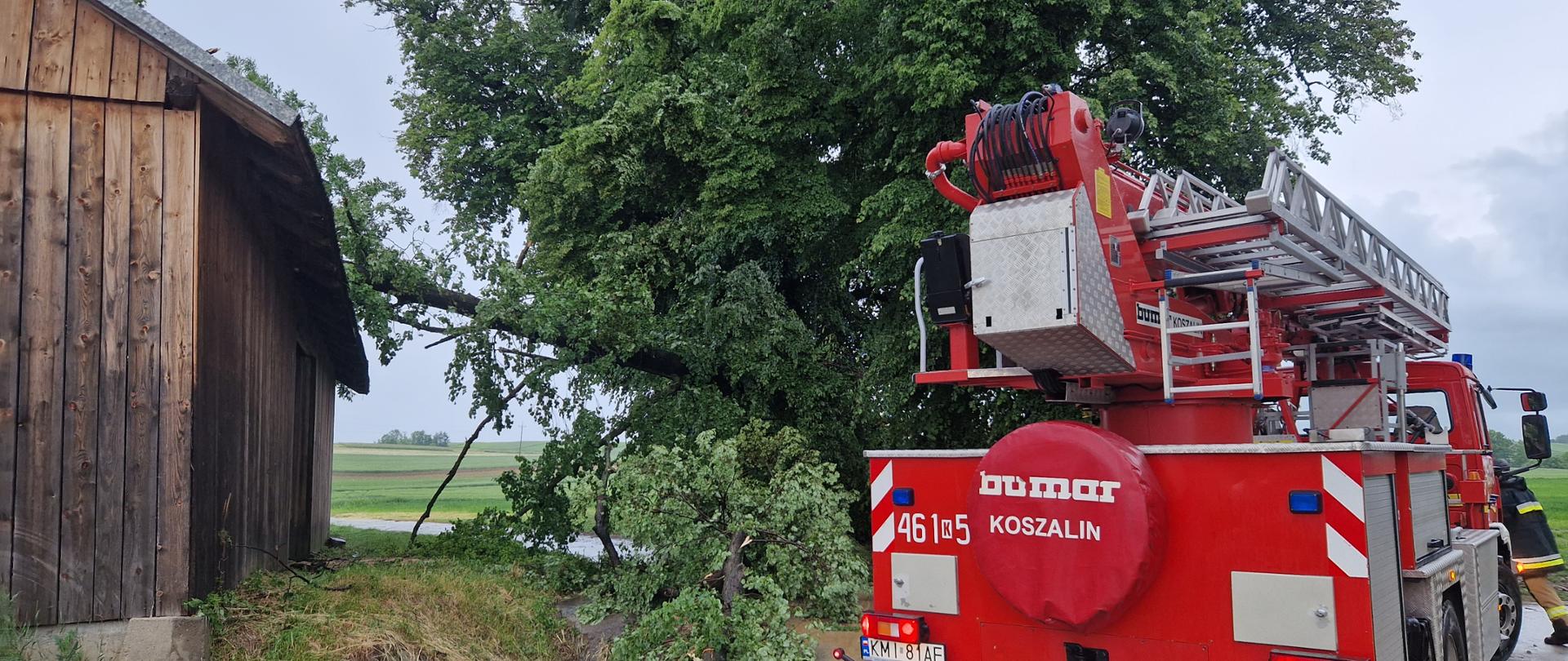 Usuwanie zawalonego drzewa