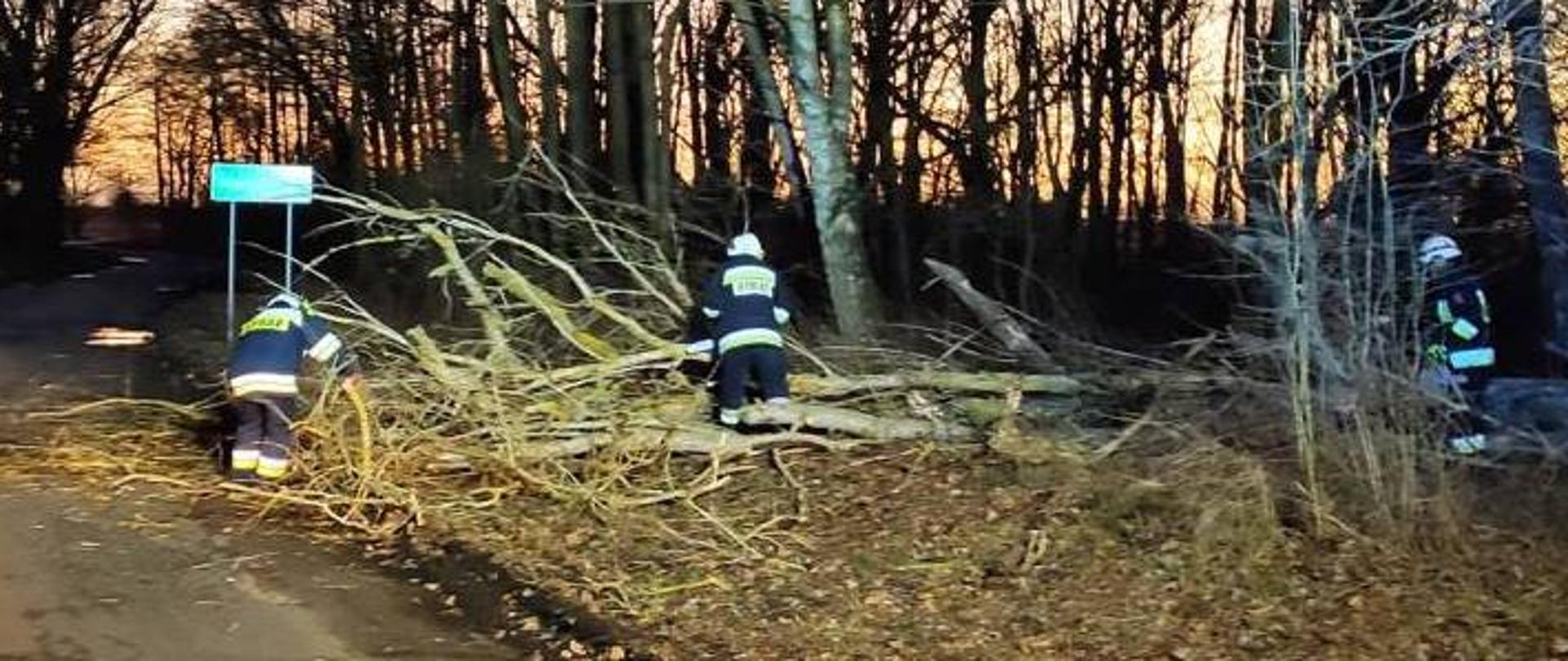 Jezdnia, las, powalone drzewo, strażacy
