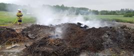 Na zdjęciu widać spalone pozostałości roślinne. Nad stertą unosi się jasny dym. W tle ratownik ubrany w ubranie specjalne i hełm. Zbudowana jest linia gaśnicza zakończona prądownicą. Wąż koloru kanarkowego. Zdjęcie w ciągu dnia. Zachmurzenie duże. W tle zielone pola uprawne.