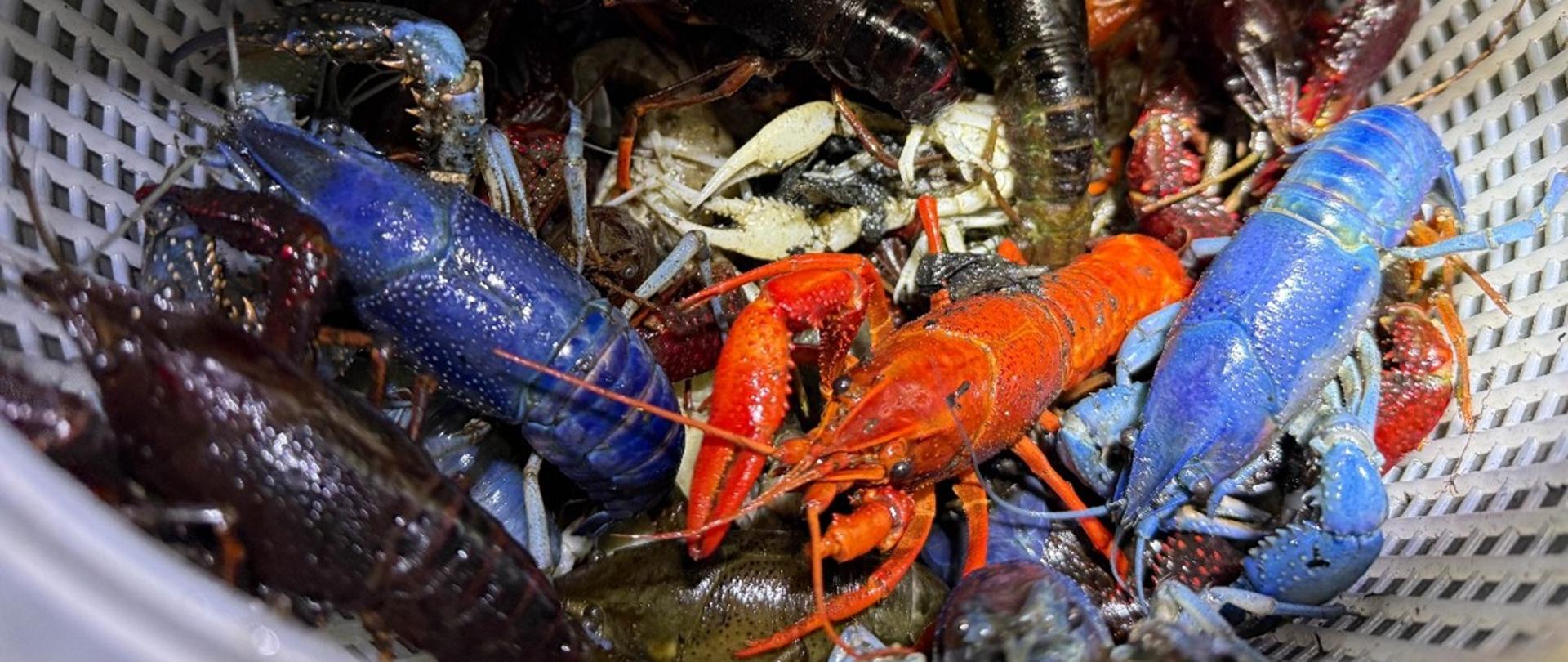 Odłowione raki luizjańskie