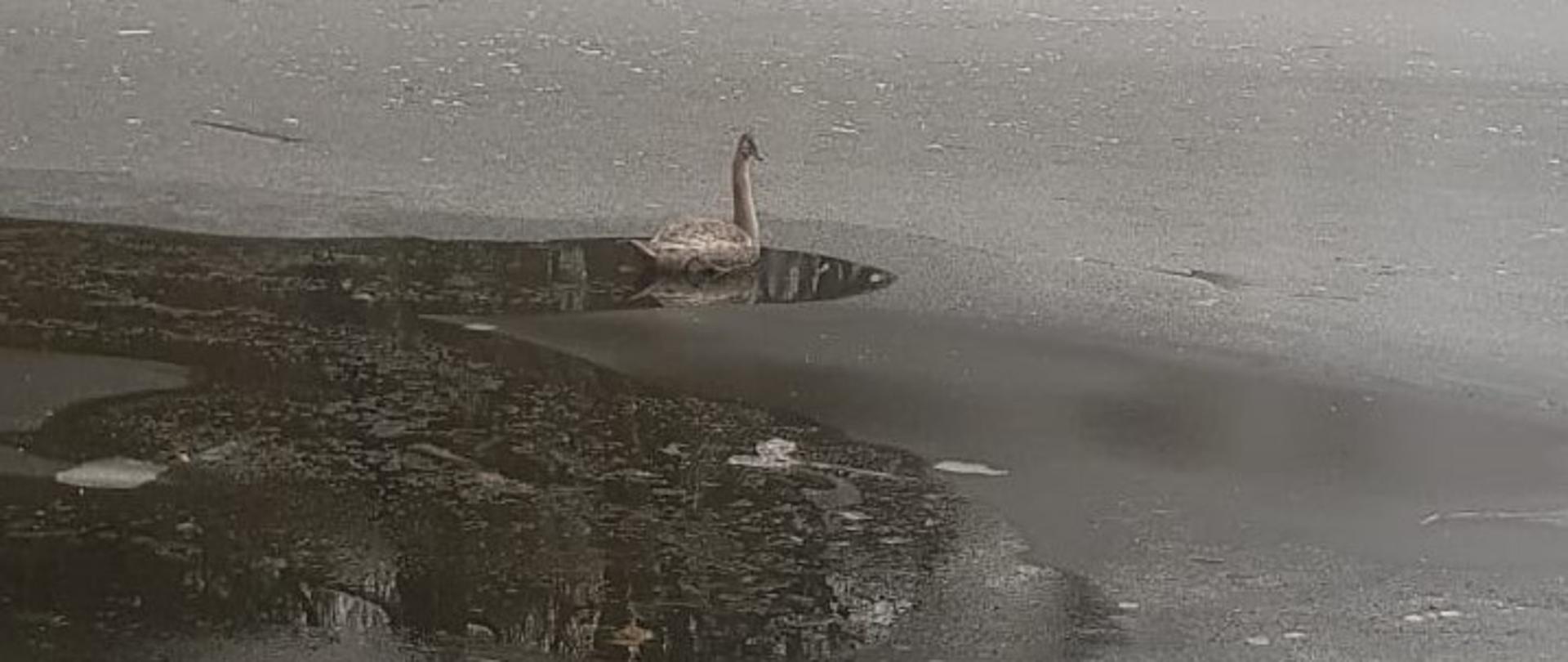 Łabędź pływa w części nie zamarzniętego jeziora 