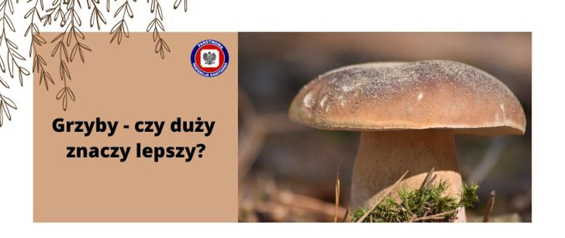 Grafika w biało-brązowej kolorystyce, z prawej strony duży borowik na runie leśnym z lewej na brązowym tle ciemny napis - grzyby - czy duży znaczy lepszy? a w prawym górnym rogu logo Państwowej Inspekcji Sanitarnej. Z lewej strony grafiki zwisają brązowe gałązki.