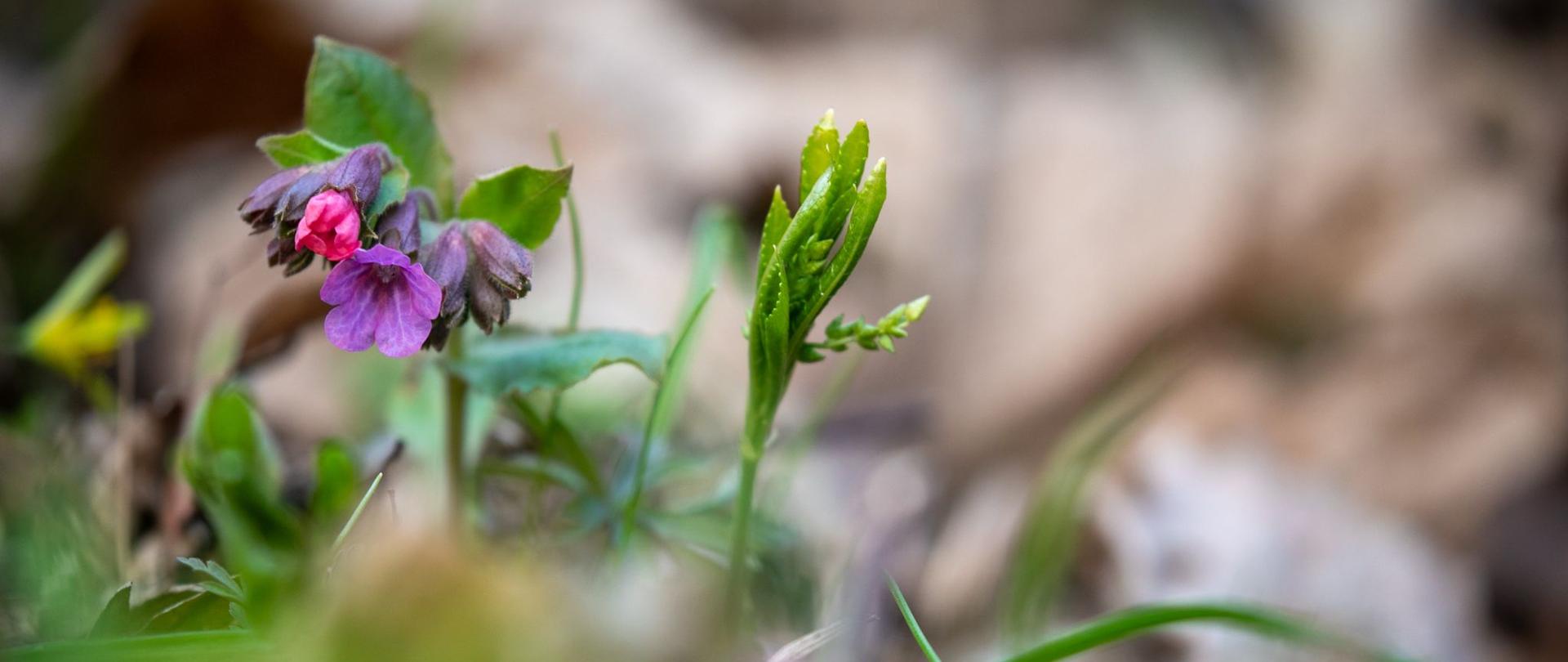 Świat przyrody budzi się do życia! 