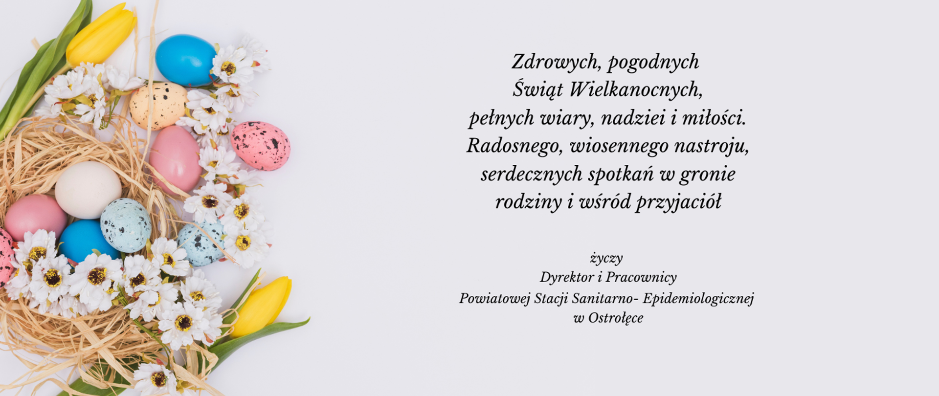 Na jasno szarym tle z lewej strony znajduje się stroik Wielkanocny z suszonej trawy, białych kwiatów i żółtych tulipanów oraz kolorowych jajek. Z prawej strony życzenia:"Zdrowych, pogodnych Świąt Wielkanocnych,pełnych wiary, nadziei i miłości. Radosnego, wiosennego nastroju, serdecznych spotkań w gronie rodziny i wśród przyjaciół życzy Dyrektor i Pracownicy Powiatowej Stacji Sanitarno-Epidemiologicznej w Ostrołęce.