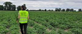 Kwalifikacja polowa plantacji ziemniaków sadzeniaków na terenie powiatu ostrzeszowskiego