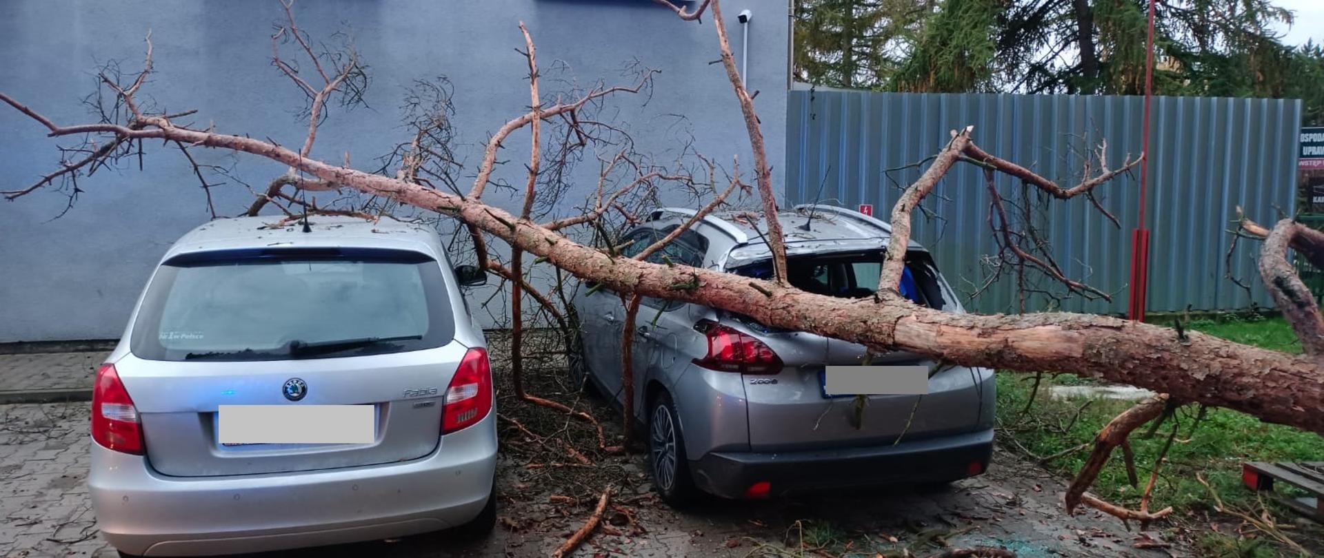 Widać leżące drzewo na dwóch samochodach, które znajdują się na parkingu