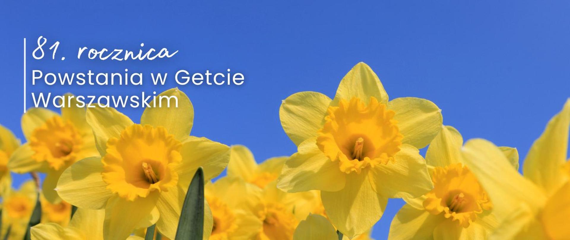 żonkile na niebieskim tle i napis 81.rocznica powstania w getcie warszawskim