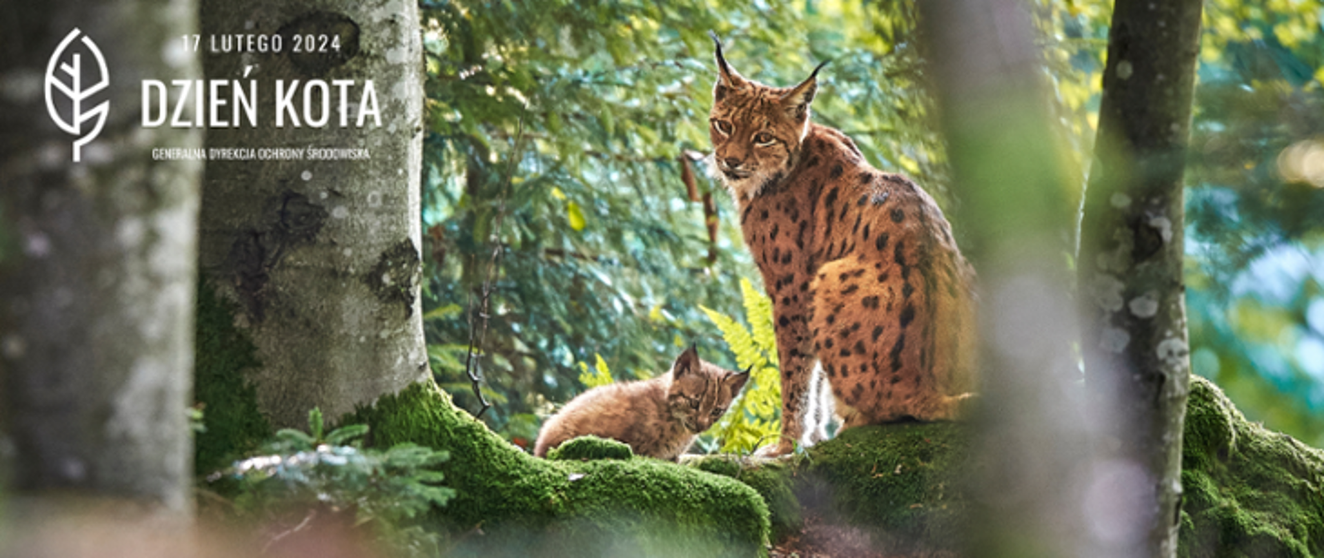Pośród drzew w lesie, na mchu siedzą dwa rysie. Duża samica z małym potomkiem. W lewym górnym roku napis: 17 lutego 2024 Dzień Kota, Generalna Dyrekcja Ochrony Środowiska i logo (biały liść)
