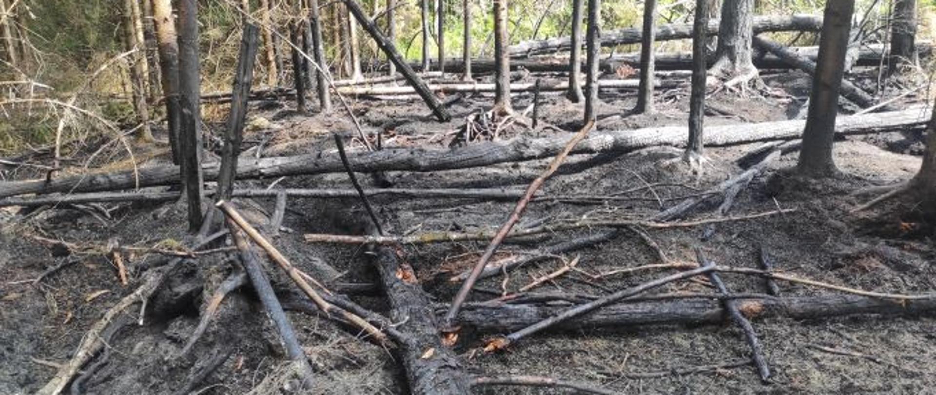 Pożar w Puszczy Białowieskiej w okolicach miejscowości Janowo, gm. Narewka