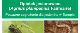 opietek jesionowiec