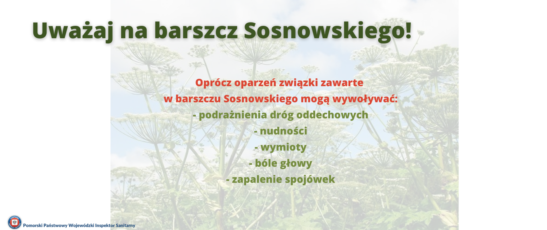 Uważaj na barszcz Sosnowskiego