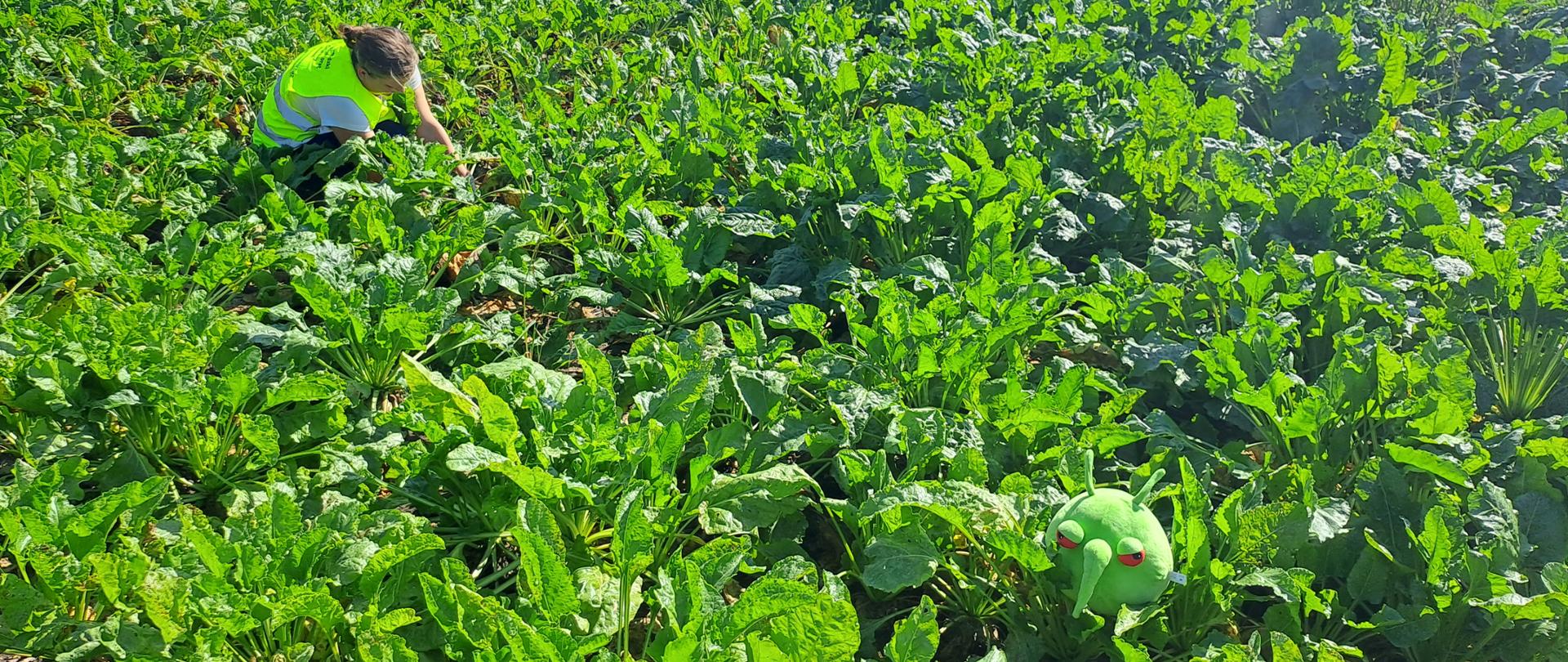 Pobieranie próby do badań pod kątem pozostałości środków ochrony roślin