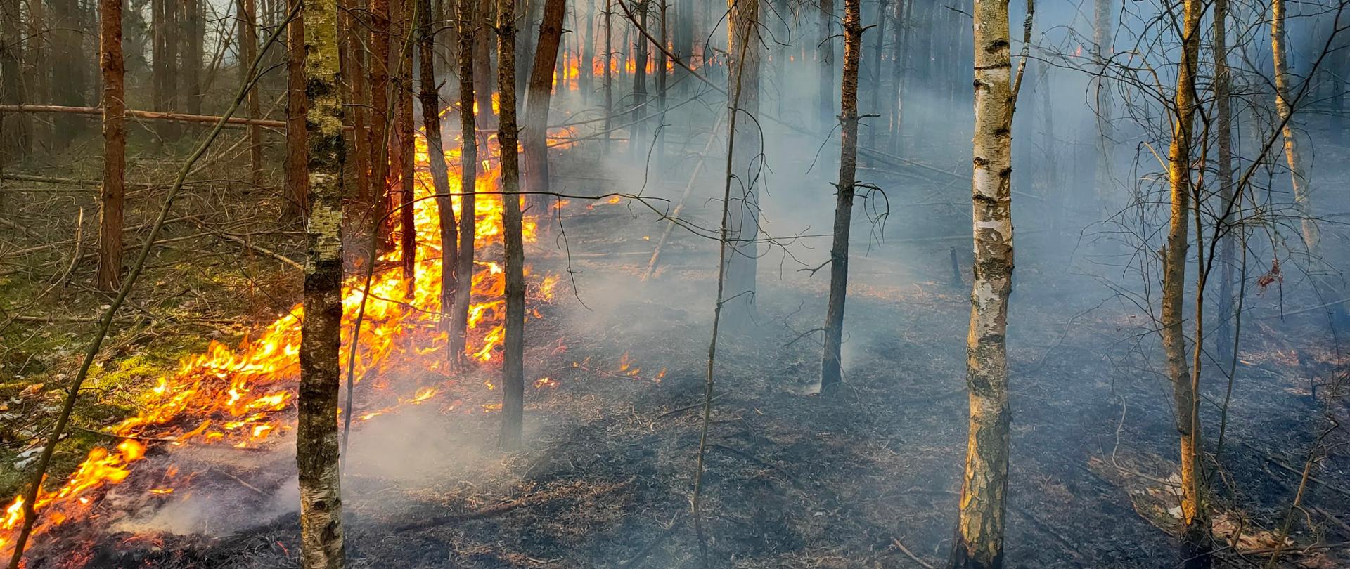 PODSUMOWANIE TYGODNIOWEJ DZIAŁALNOŚCI KOMENDY