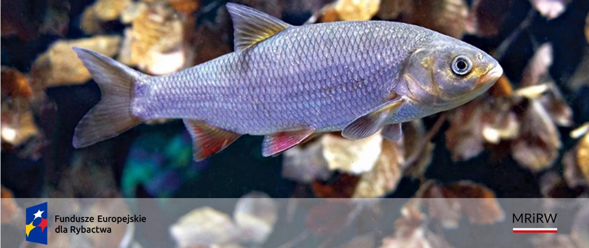 Fundusze Europejskie dla Rybactwa — poznaj szczegóły programu