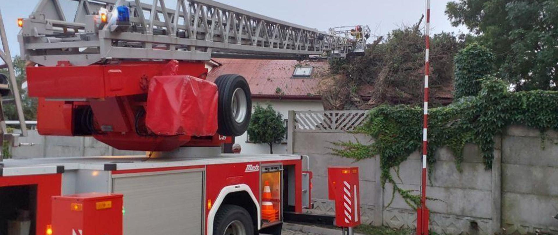 Usuwanie powalonego drzewa