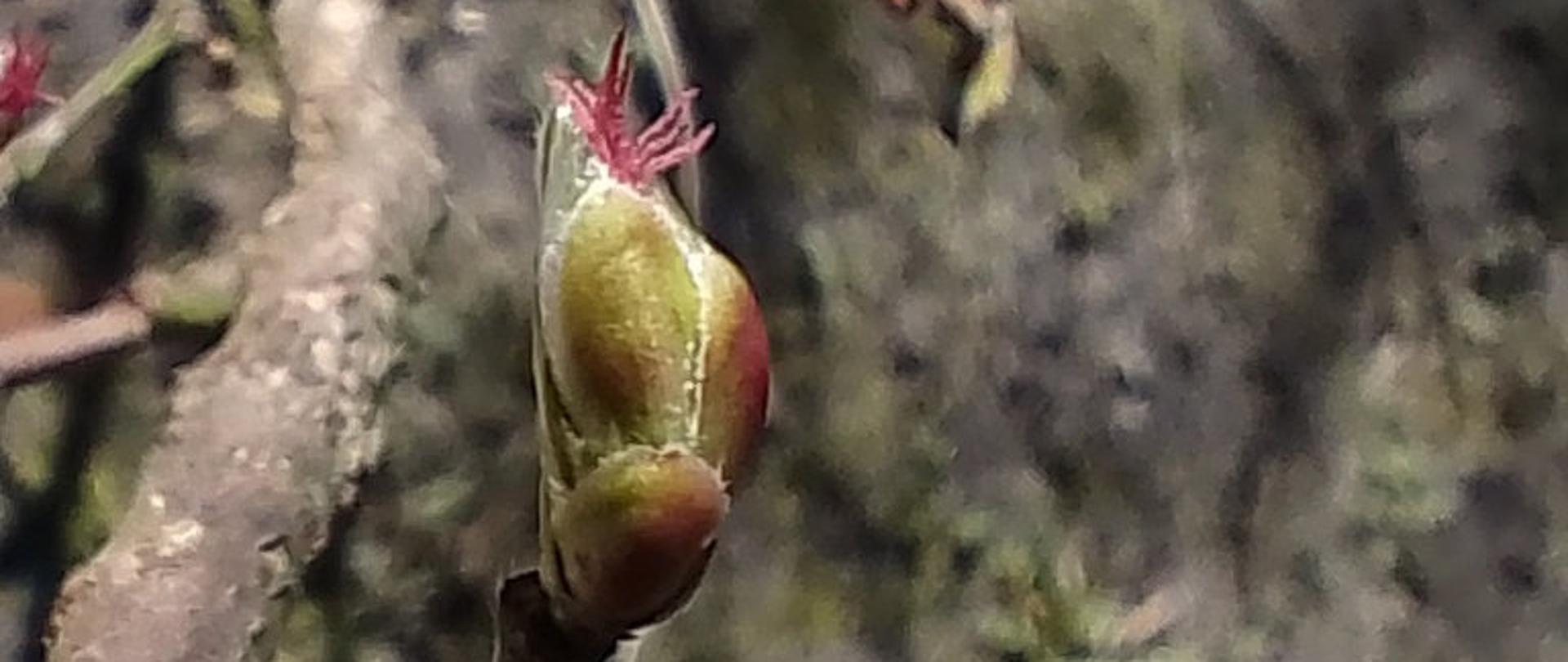 Zdjęcie przedstawia leszczynę - kwiatostan żeński