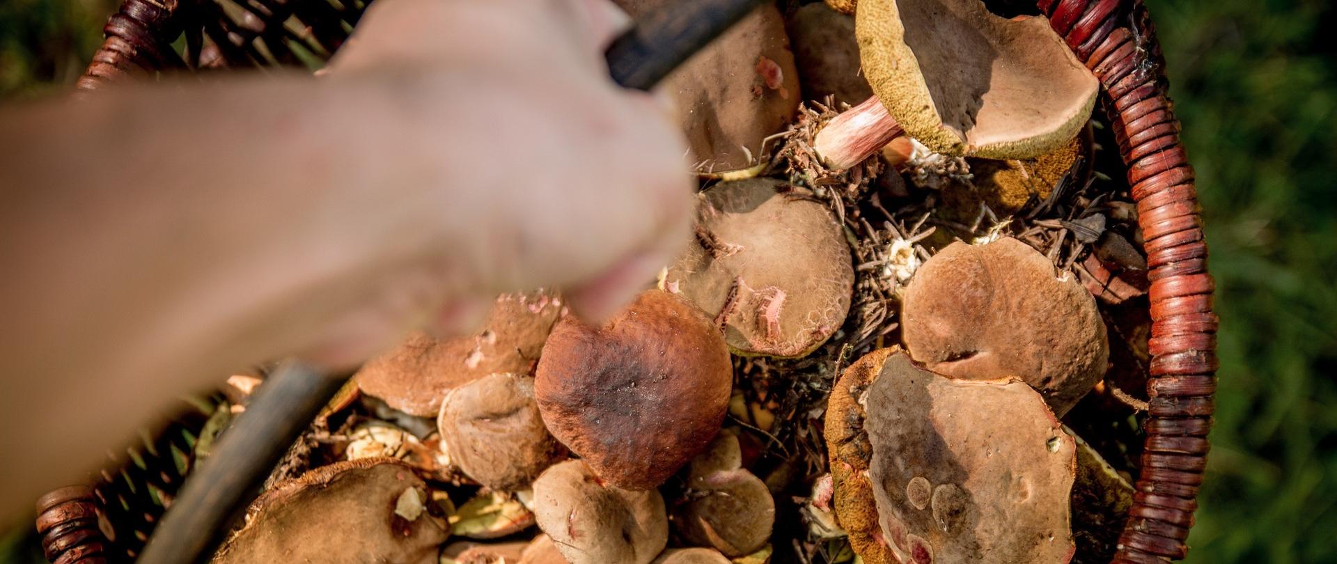 koszyk w grzybami trzymany w ręce