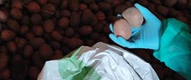 Zdjęcie przedstawia bulwy ziemniaków w przechowalni