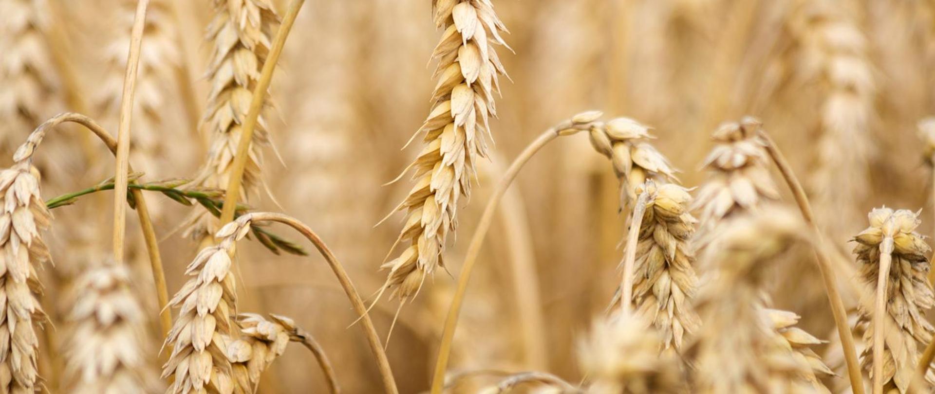 na zdjęciu dojrzałe kłosy przenicy