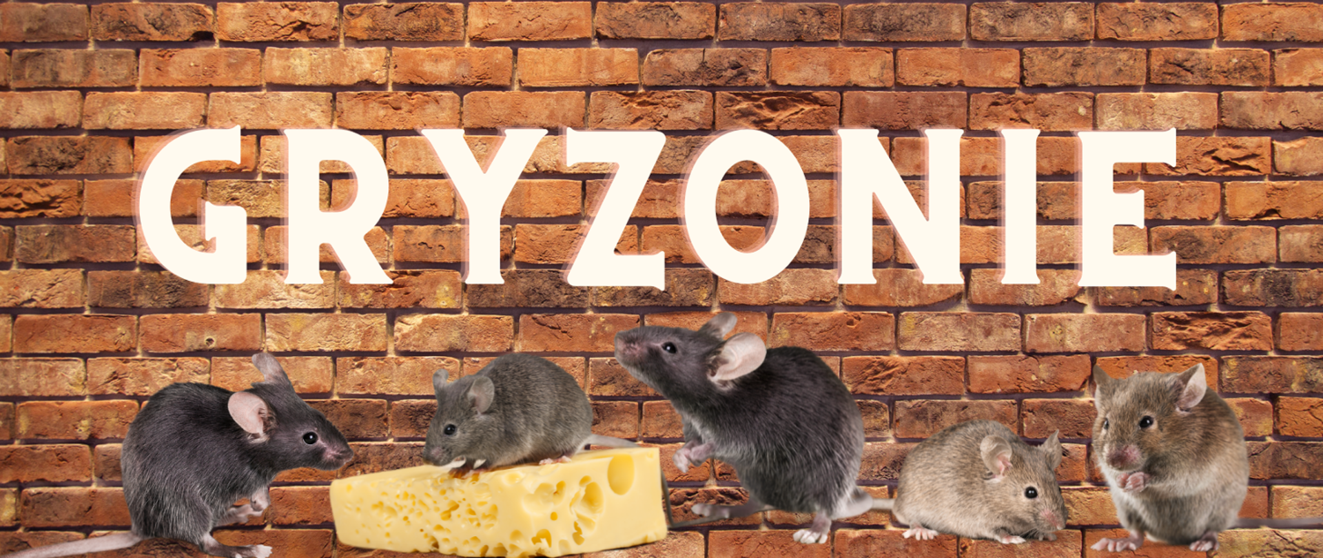 Zdjęcie przedstawia szczury 