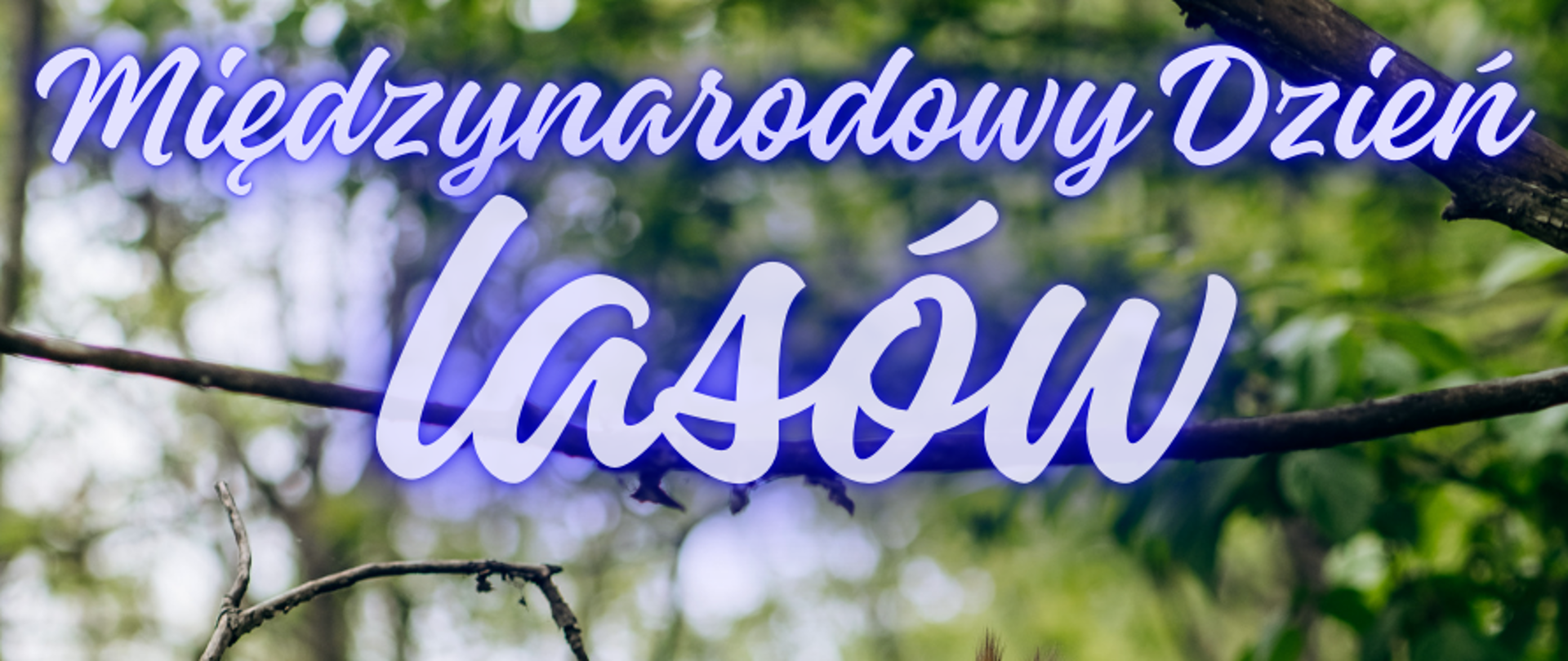 Międzynarodowy Dzień Lasów – święto naszej przyrody! 