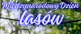 Międzynarodowy Dzień Lasów – święto naszej przyrody! 