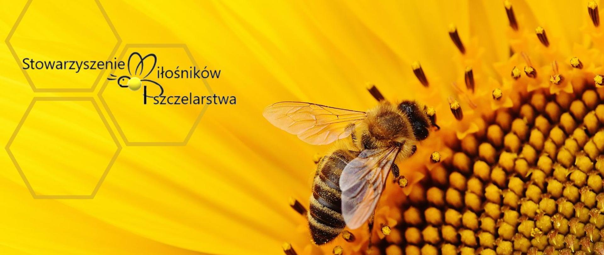Festyn w Złotorii