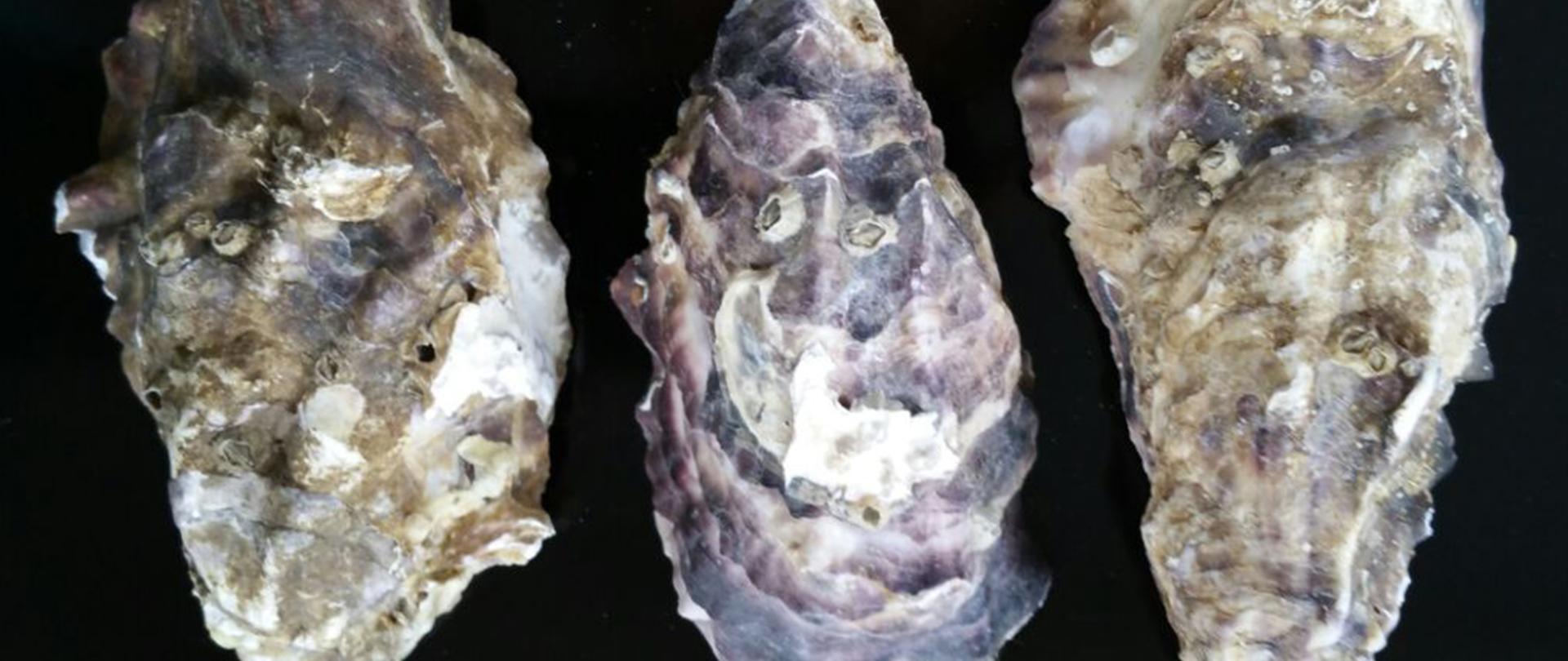 Na zdjęciu na czarnym tle ukazane są trzy ostrygi o nieregularnych kształtach i rozmiarach w kolorach od jasnego kremowego do jasnego brązowego.