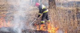 Na zdjęciu widzimy strażaka gaszącego pożar trawy na nieużytkach tłumicą. Na dalszym planie widzimy strażaka gaszącego pożar trawy za pomocą wody.