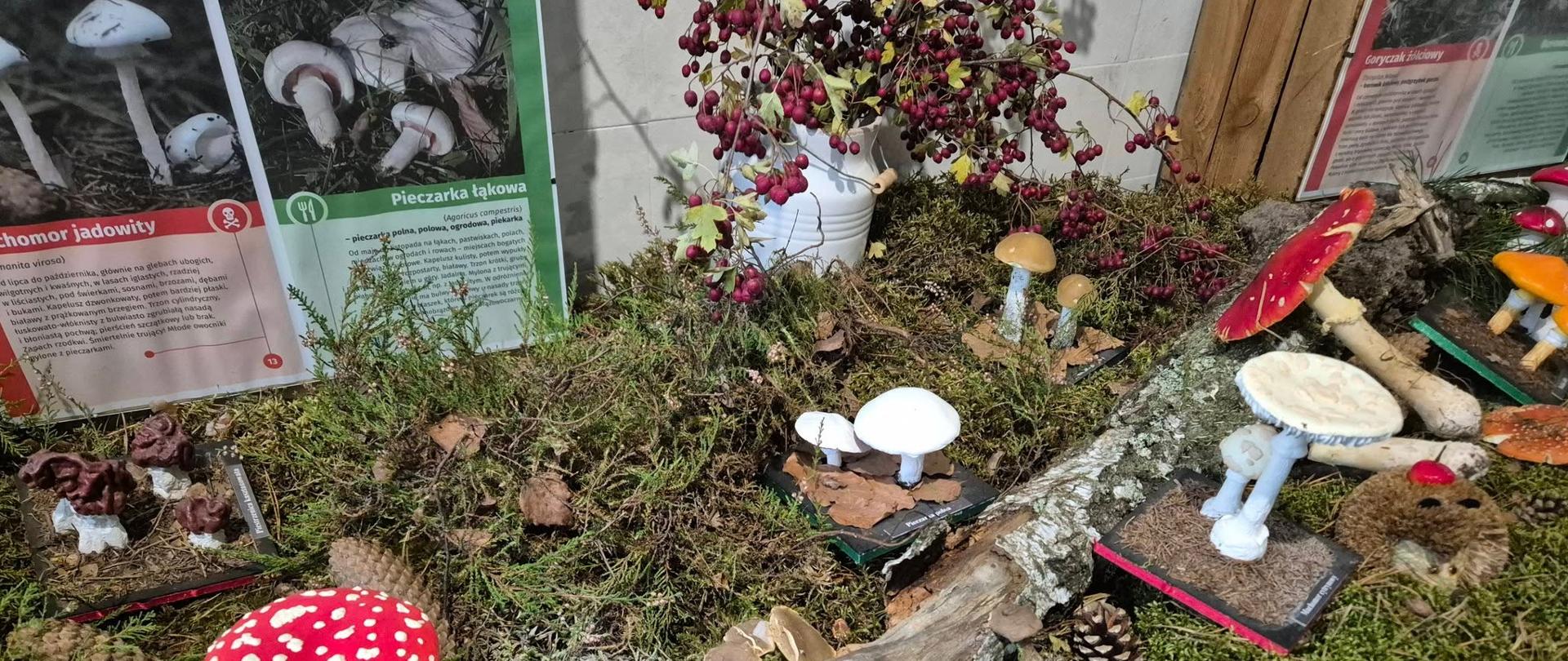 Warsztaty edukacyjne podczas wystawy grzybów 2025