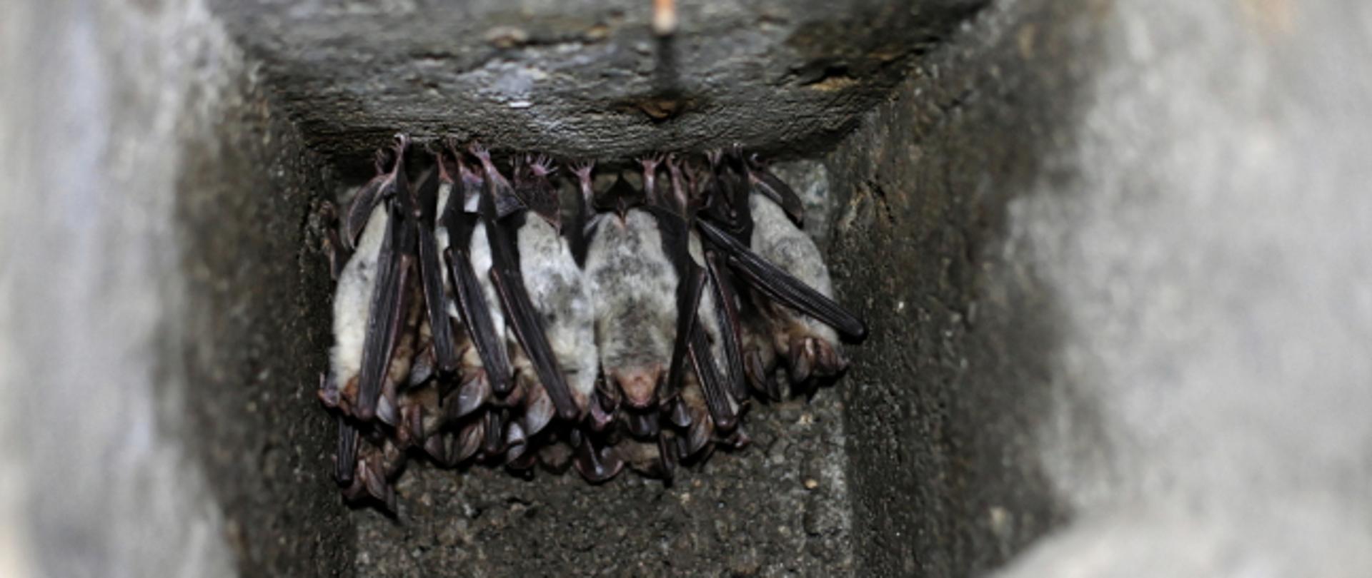 Grupa nietoperzy zawieszonych na ścianie tworzących zwartą grupę. PAP/Lech Muszyński