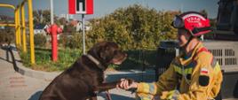 Po lewo pies ratowniczy PSP labrador koloru brązowego podaje łapę strażakowi który siedzi na przeciw niemu