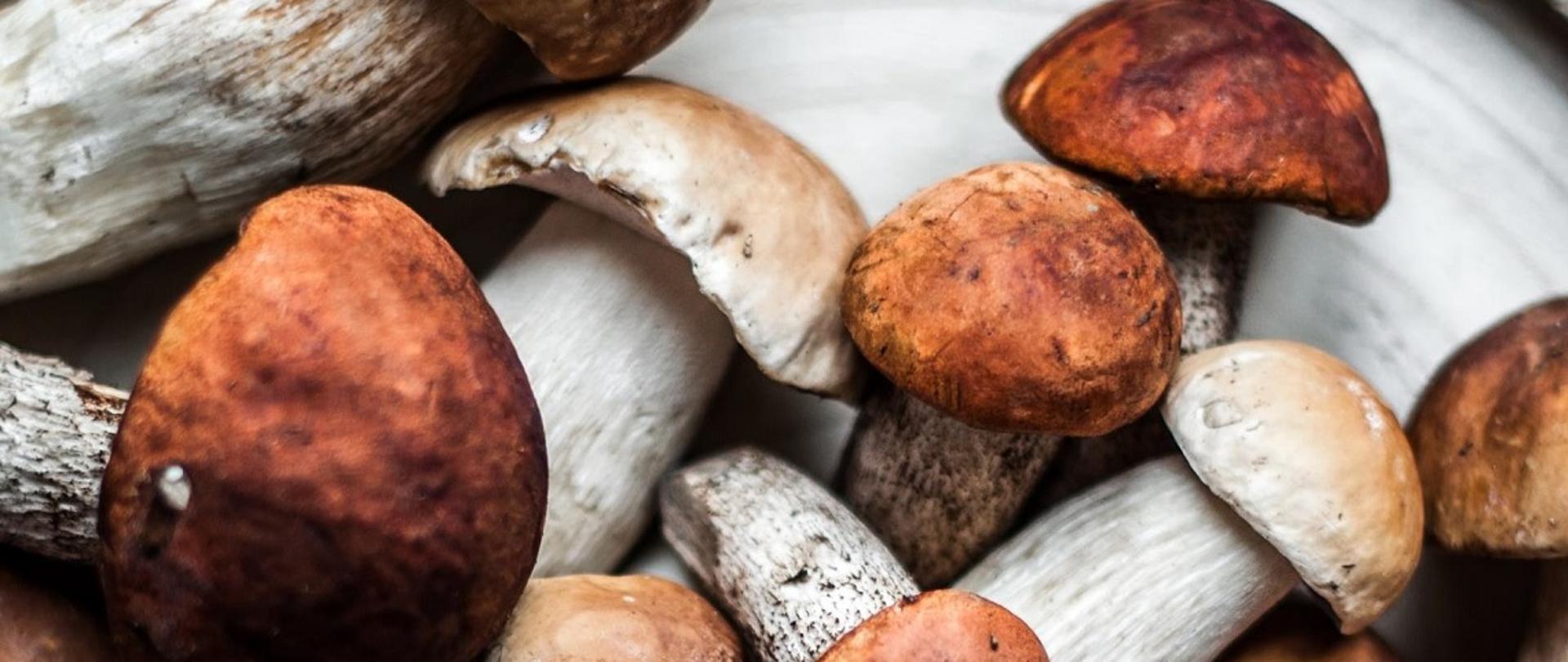 Kurs_dla_klasyfikatora_grzybów