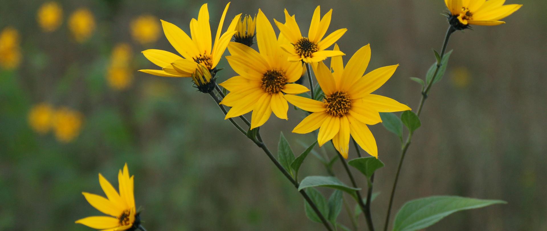 Na zielonym tle, żółte kwiaty słonecznika bulwiastego.