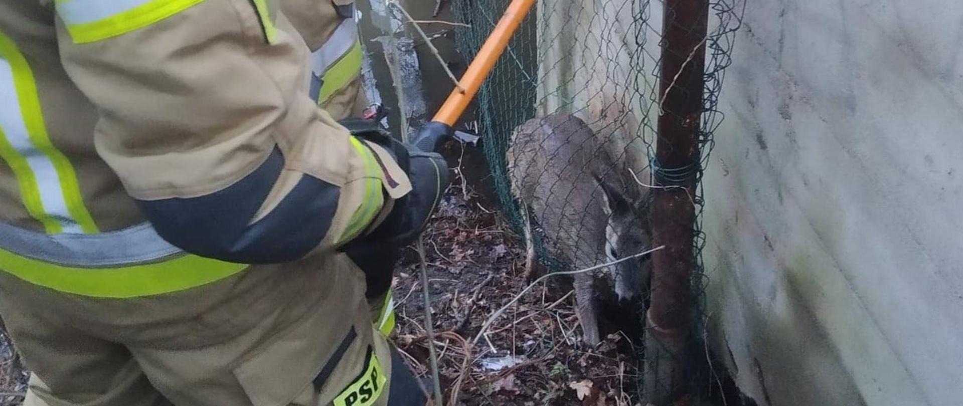 Zziębnięta i uwięziona sarna którą uwalniają strażacy