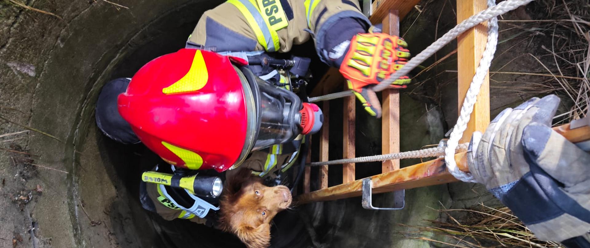 Fotografia przedstawia ujęcie studni, wewnątrz znajduje się drabina po której wychodzi strażak. Sak ma na sobie hełm, ubranie specjalne, aparat powietrzny a pod pachą trzyma niewielkiego psa.