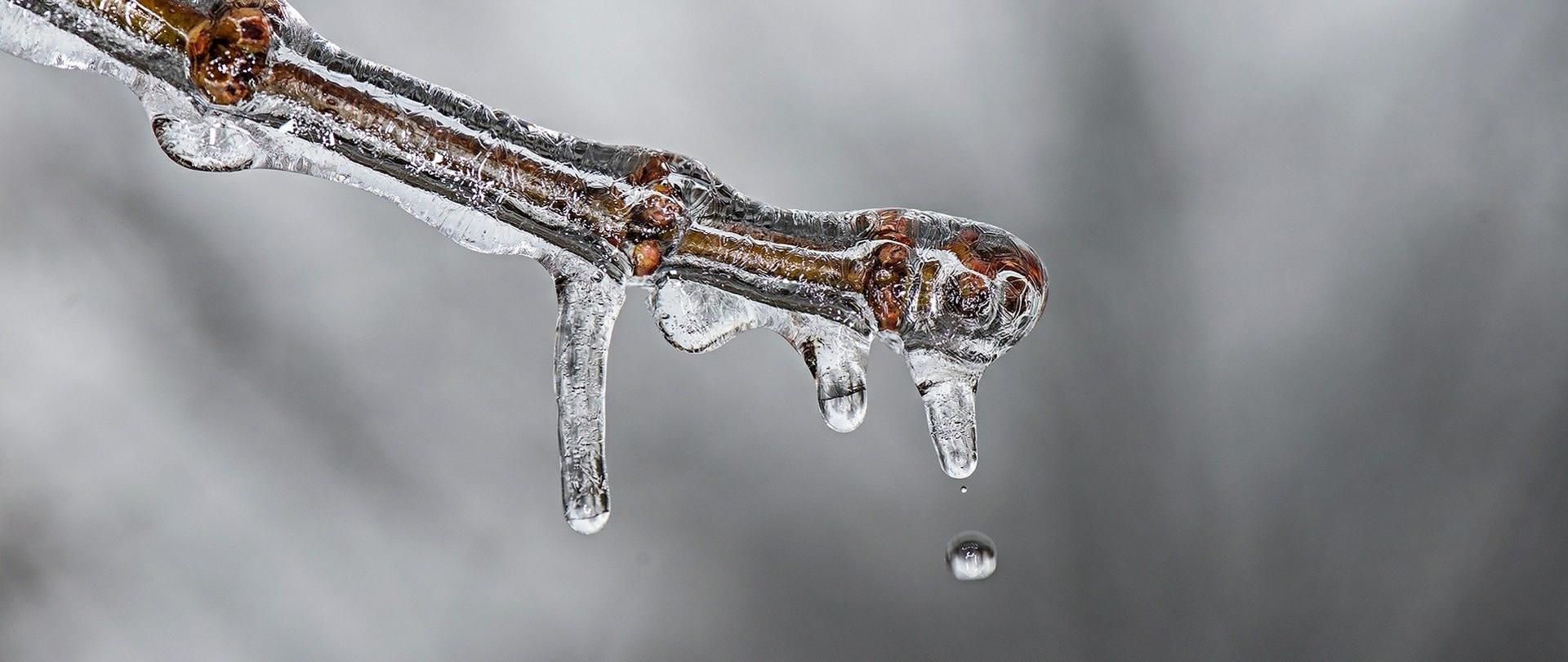 Zdjęcie przedstawia oblodzoną gałąź na szarym tle