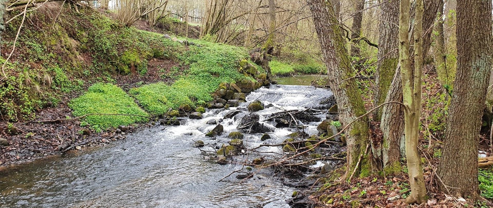 Obraz przedstawia rzekę i las.