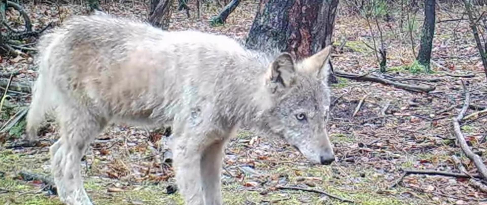 Kadr z filmu zarejestrowanego przez fotopułapkę /Stowarzyszenie dla Natury "Wilk" 
