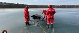Akcja ratunkowa w Drzewoszewie. Żubr na zamarzniętym jeziorze Bytyń Wielki.