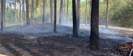 Pożar lasu Mikoszewo