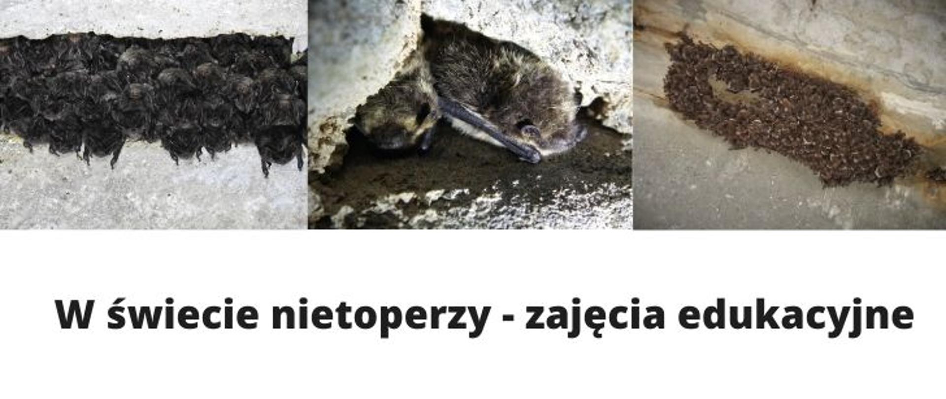 Grafika podzielona jest na dwie części. W górnej zamieszczono trzy zdjęcia nietoperzy, od lewej kolejno: zimujące mopki, następnie mroczki pozłociste i dalej zimujące nocki Natterera. W dolnej części grafiki czarnymi literami na białym tle napisano tytuł artykułu "W świecie nietoperzy - zajęcia edukacyjne".