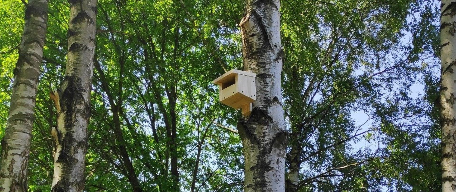 Budka umieszczona na drzewie