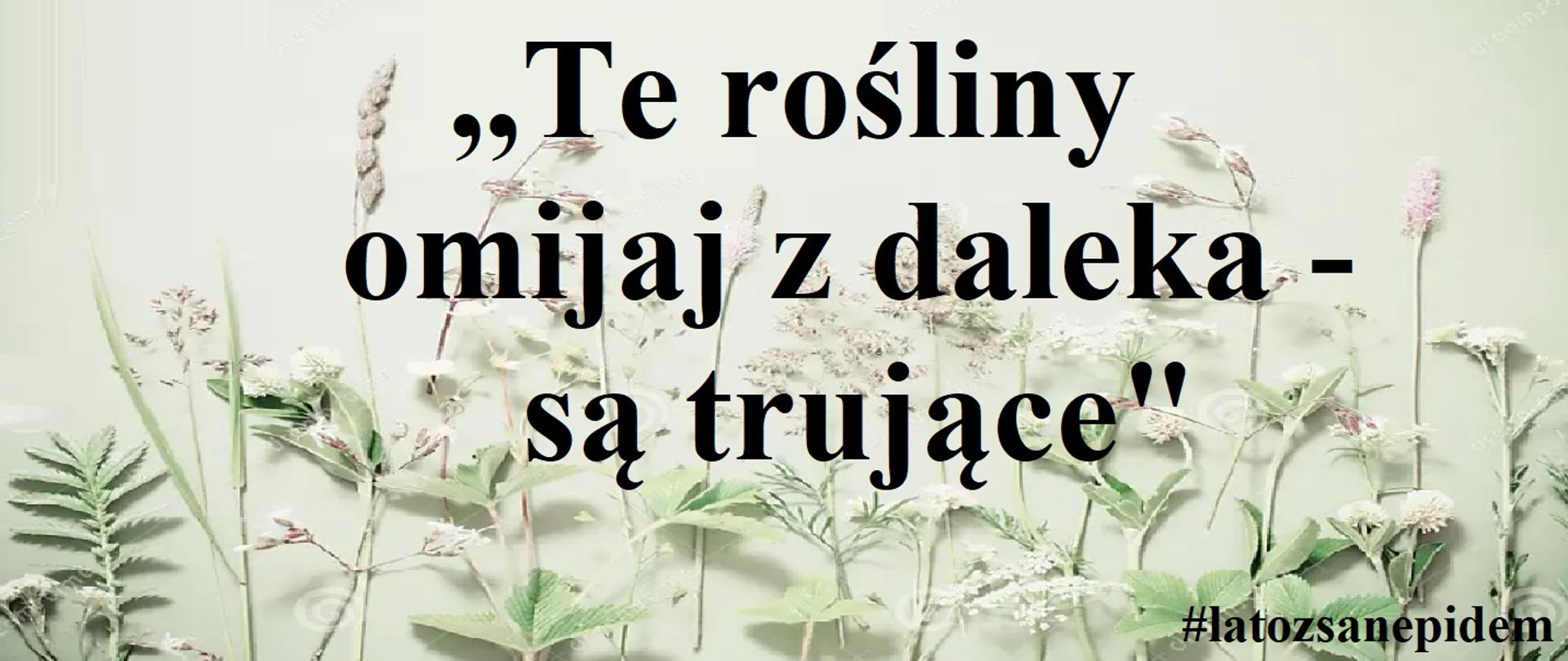 Te rośliny omijaj z daleka - są trujące