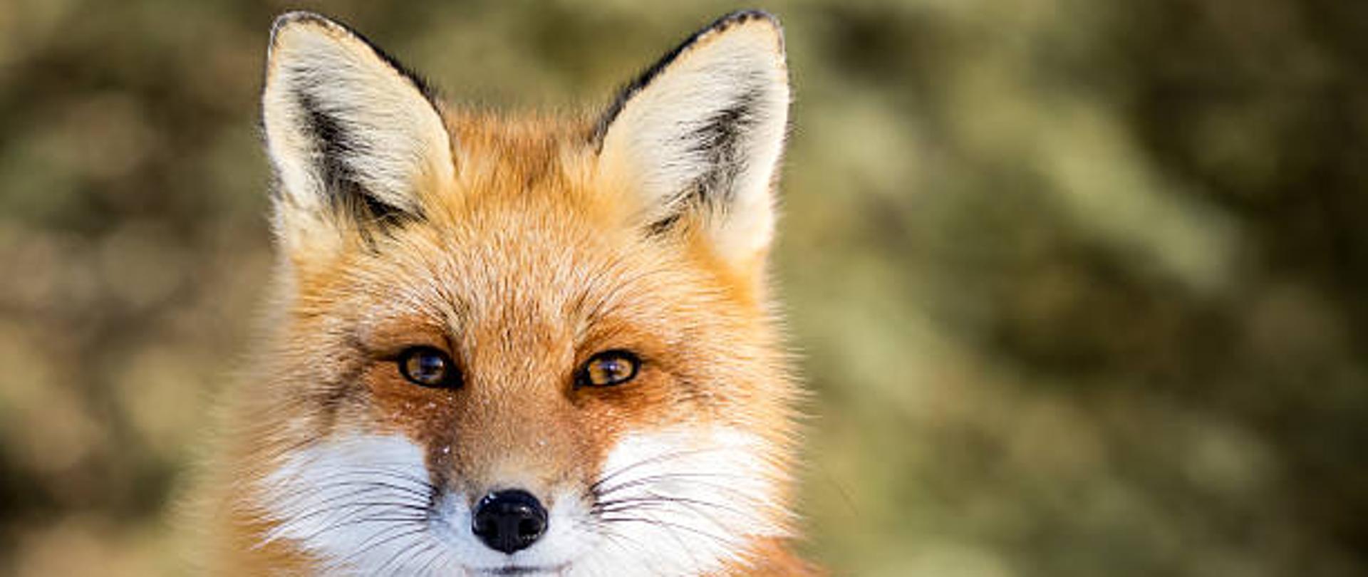 Red Fox - Vulpes vulpes, sitting up at attention, direct eye contact, a little snow in its face, tree bokeh in background