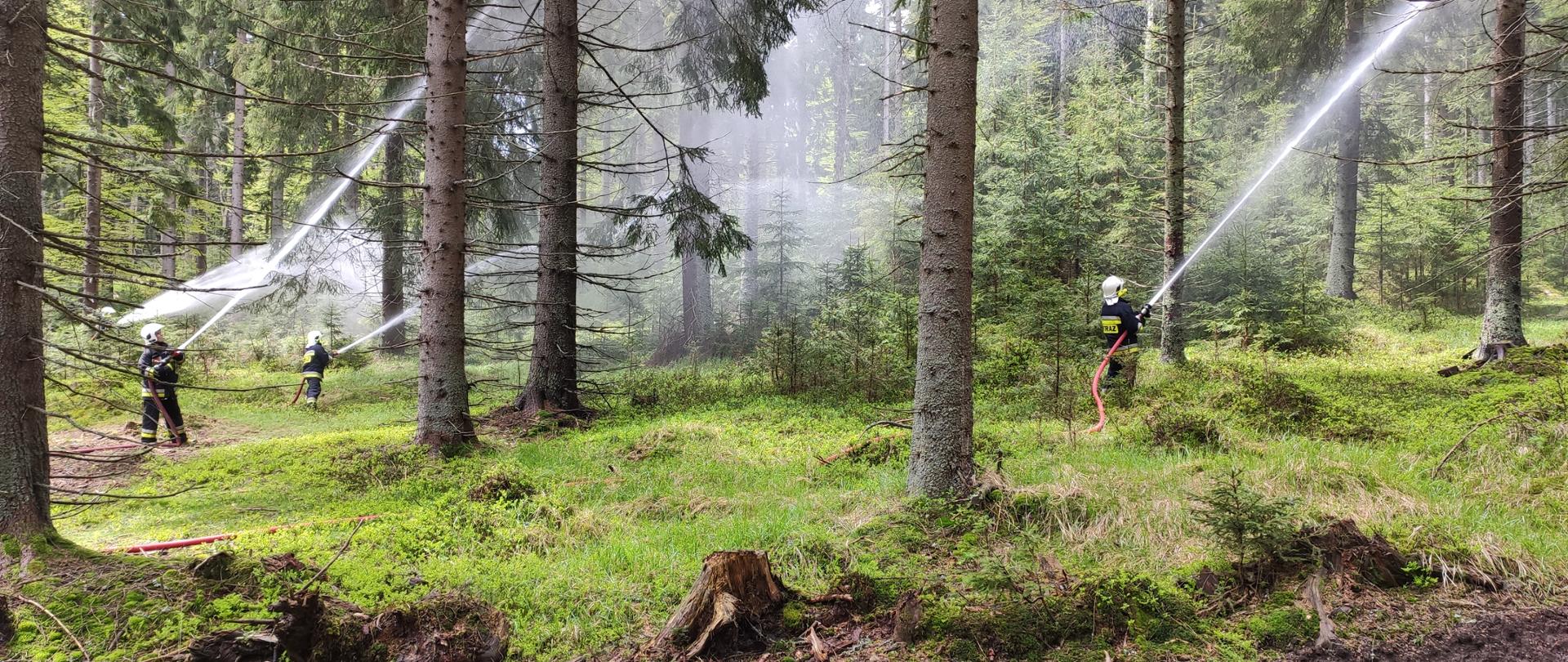 Widok na teren lasu. Między drzewami czterech strażaków u umundurowaniu specjalnym ćwiczący gaszenie pożaru w lesie.