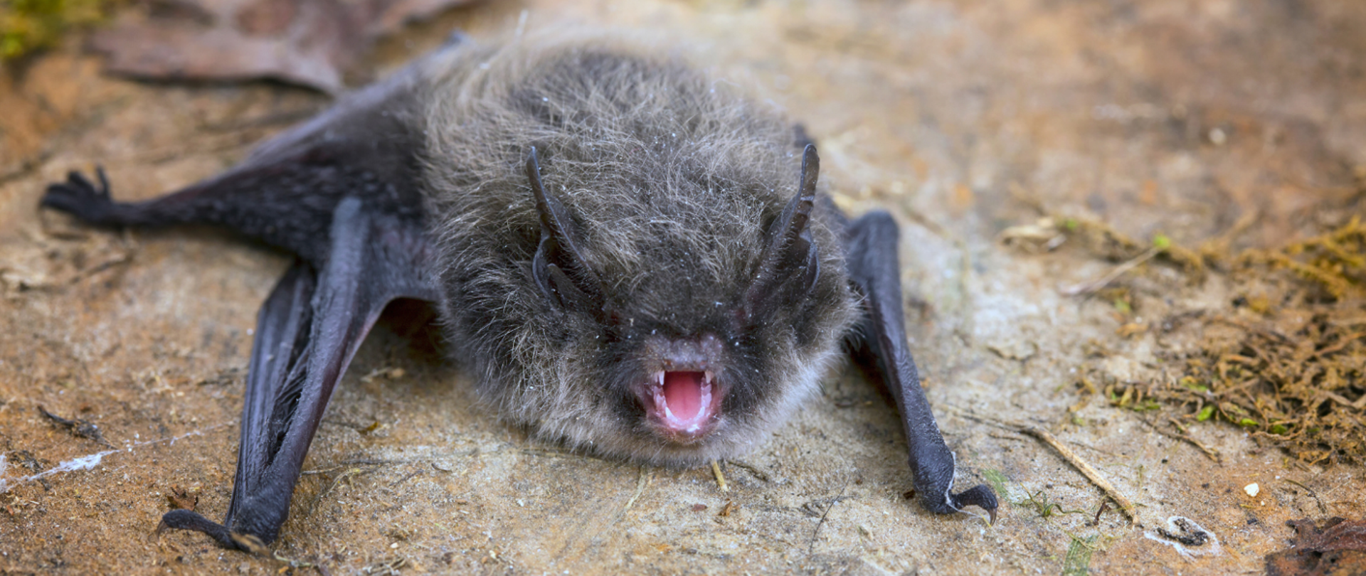 Czarny nietoperz leżący na brunatnej ziemi